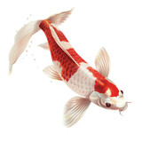 Elegant Kohaku Koi Fish, Symbol of Prosperity and Good Fortune