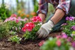 © Iftikhar alam - Gardener planting vibrant flowers in a lush garden during springtime for a colorful landscape enhancement