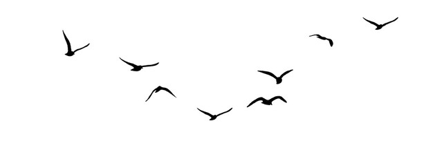 Wall Mural - png flock of birds silhouette isolated on transparent clear background