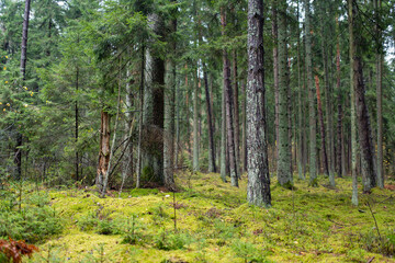  Serene Lithuanian forest with tall pines, moss-covered ground, and lush greenery creating a peaceful, untouched atmosphere.