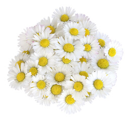 Wall Mural - bouquet de pâquerettes