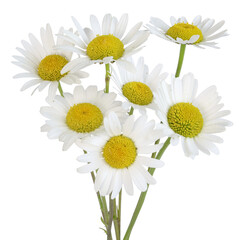 Wall Mural - marguerite commune