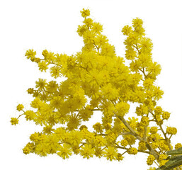 Wall Mural - branche de mimosa fleuri