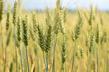 Wall Mural - spikelets of golden wheat in the field. Ripe big golden ears of wheat on a yellow background of the field. nature. The idea of a rich summer harvest, agriculture, agro-industrial complex for food.