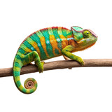 A vibrant chameleon with colorful markings perched on a wooden branch