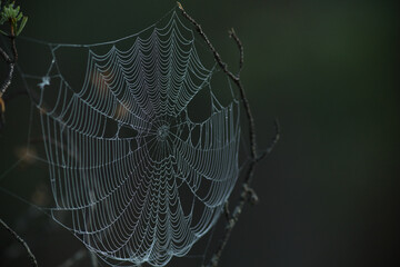 Delicate Spider Web Covered with Morning Dew Drops