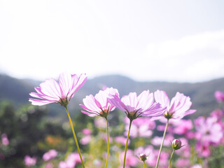 Wall Mural - Pink cosmos flower in the garden