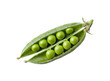 © Anasaiimages - Fresh green pea pod filled with multiple whole peas