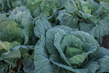 A close-up captures cabbages growing in a field, showcasing natural, healthy, and fresh food.
