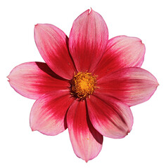 Wall Mural - dahlia simple pourpre