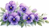 Watercolor painting of violet, purple pansy flowers, green leaves on white backdrop. Floral spring composition. Beautiful petals bloom, symbol of love, mother day, women day art.