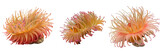 Set of A sea anemone view isolated on a transparent background