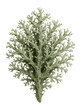 © studioworkstock - Oakmoss lichen with short, bushy branches and a pale greenish-gray color