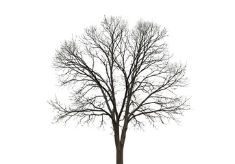 Vector art of a solitary bare, leafless tree in silhouette during winter dormancy, isolated on a, highlighting its intricate branch structure and natural pattern