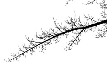 vector art of bare tree branch silhouette
