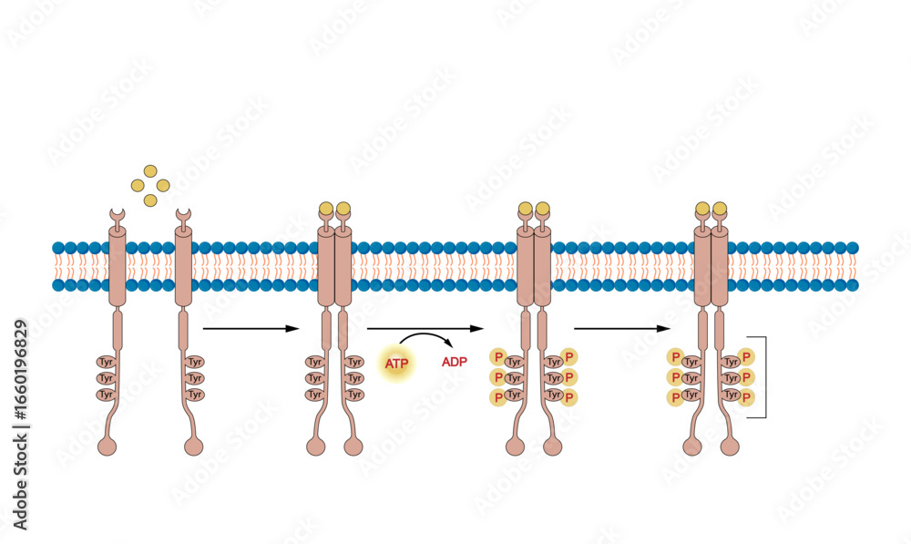 Tyrosine kinase receptor, RTK. Dimerization, phosphorylation ...