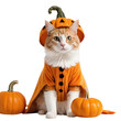 © FANGWORLD - Cute orange and white cat dressed in a Halloween pumpkin costume with pumpkins on either side