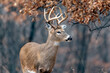 © faykatriona - A White-tailed Deer Buck with fall/winter foliage