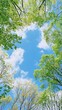 © Gouri - Upward perspective of green trees and sky with soft photo white clouds nature upward view