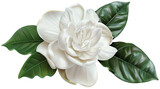 White gardenia flower with glossy green leaves, elegant botanical illustration symbolizing purity, love, fragrance, and natural beauty, Isolated on transparent background, PNG