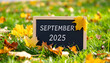 © hardvicore - Chalkboard with text SEPTEMBER 2025 on grass in park, fallen autumn leaves. Fall season.