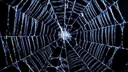 Spider web closeup on dark background