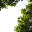 © Jubair  - Green leaves and branches against a bright white sky, a fresh natural scene