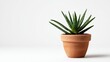 © JSR - Small Green Succulent In Terracotta Pot Against A White Background A Detailed Studio Shot Of A Vibrant Houseplant