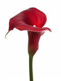 A red calla lily with a green stem against a transparent background