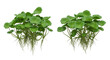 © Stock - Lush green aquatic plants isolated on white background with vibrant leaves and intricate root systems