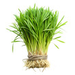 © Design_a2z - Fresh Wheatgrass Bundle Tied with Twine on Transparent Background for Healthy Smoothies
