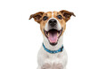 © stock.metket.com - A happy and excited jack russell terrier dog with its mouth open and tongue out, wearing a blue collar, isolated on transparent background