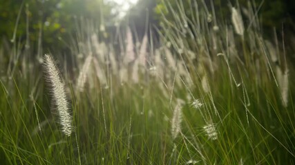 Wall Mural - close-up of grass swaying gently, marrakesh, serene and calming vibe