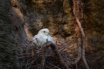 pied imperial-pigeon, ducula bicolor, nest in forest in malaysia. pied imperial pigeon, ducula bicol