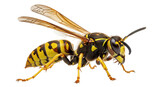 Isolated European Paper Wasp