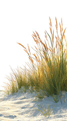 Wall Mural - Golden Beach Grass on Sand Dune at Sunset