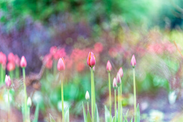 Wall Mural - Colorful red tulips blossom in spring garden