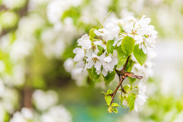Wall Mural - white blossoming apple trees with rain drops