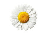 Single white daisy flower isolated on black background, Isolated On Transparent Background
