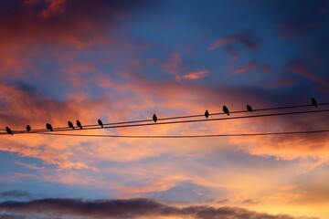 Wall Mural - Birds On Telephone Wire. Colourful Sunset Sky with Flying Birds and Telephone Wire