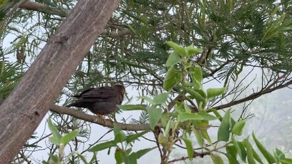Wall Mural - Wild bird resting on tree branch and green leaves. Turdus poliocephalus, Tropical Bird.