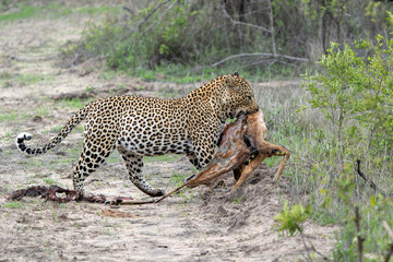 Wall Mural - Leopard male hanging around in Sabi Sands Game Reserve in the Greater Kruger Region in South Africa