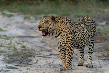 Wall Mural - Leopard male hanging around in Sabi Sands Game Reserve in the Greater Kruger Region in South Africa