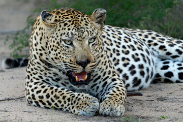 Wall Mural - Leopard male hanging around in Sabi Sands Game Reserve in the Greater Kruger Region in South Africa