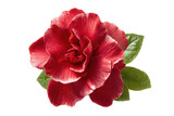 close up red gardenia flower isolated transparent background.