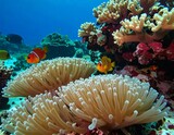 Vibrant coral reef teeming with anemone fish