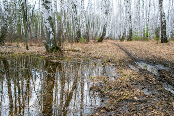 Wall Mural - a big puddle in the forest, autumn and lots of water