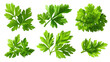 © PNG - set of parsley fresh herb green isolated transparent