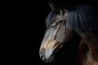 © Lora_ecology - A majestic horse standing gracefully against a solid black background, exuding elegance and beauty.