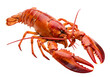© Pambudi - Fresh lobster seafood isolated on white or transparent background. PNG